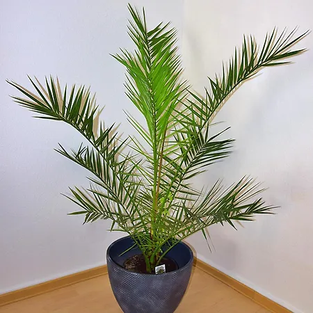 Lägenhet Luna Bernkastel-Kues