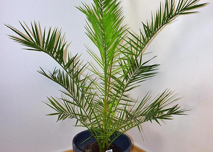 Διαμέρισμα Luna Bernkastel-Kues